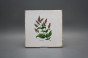 Forli Blanco Wandfliese 20x20cm Herbs 6-teiliges Set č.6