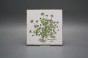 Forli Blanco Wandfliese 15x15cm Herbs Classic 6-teiliges Set č.2