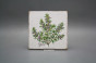 Forli Blanco Wandfliese 15x15cm Herbs Classic 6-teiliges Set č.3