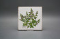 Forli Blanco Wandfliese 15x15cm Herbs Classic 6-teiliges Set č.5