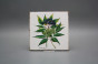 Forli Blanco Wandfliese 15x15cm Herbs 6-teiliges Set č.5