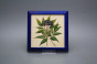 Bild 18cm Herbs kMOB č.6