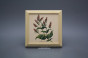 Bild 18cm Herbs kPBB č.2