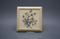 Bild 18cm Herbs kPBB č.4