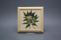 Bild 18cm Herbs kPBB č.5
