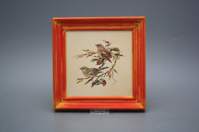 Bild 19,5cm Buchfink cCMB