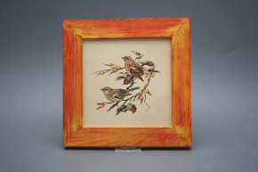 Bild 20cm Buchfink eCMB